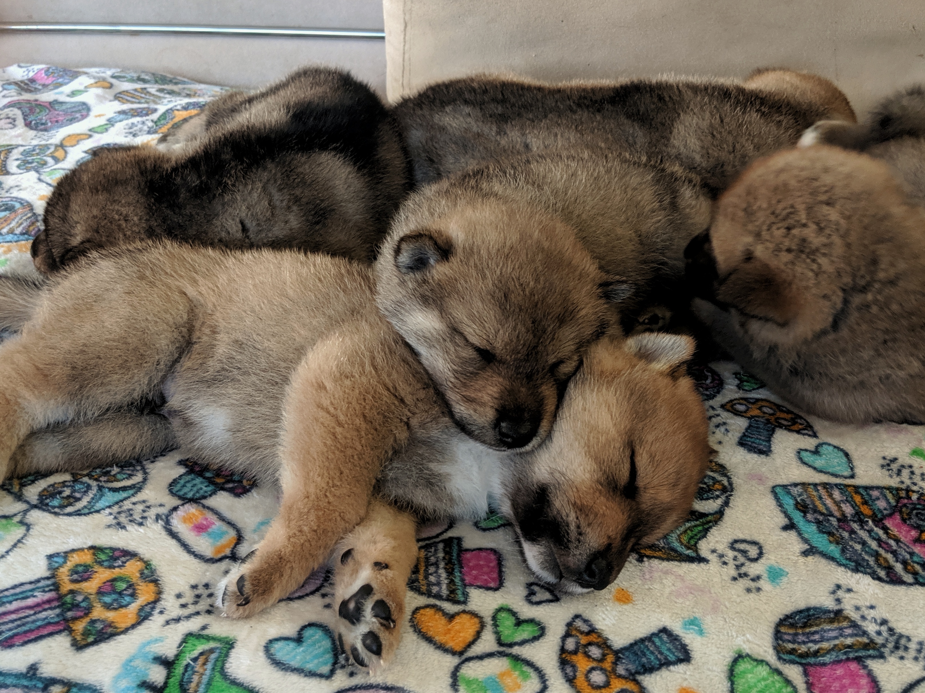 shikoku ken puppies for sale